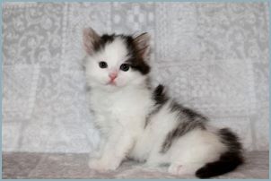 Female Siberian Kitten from Deedlebug Siberians